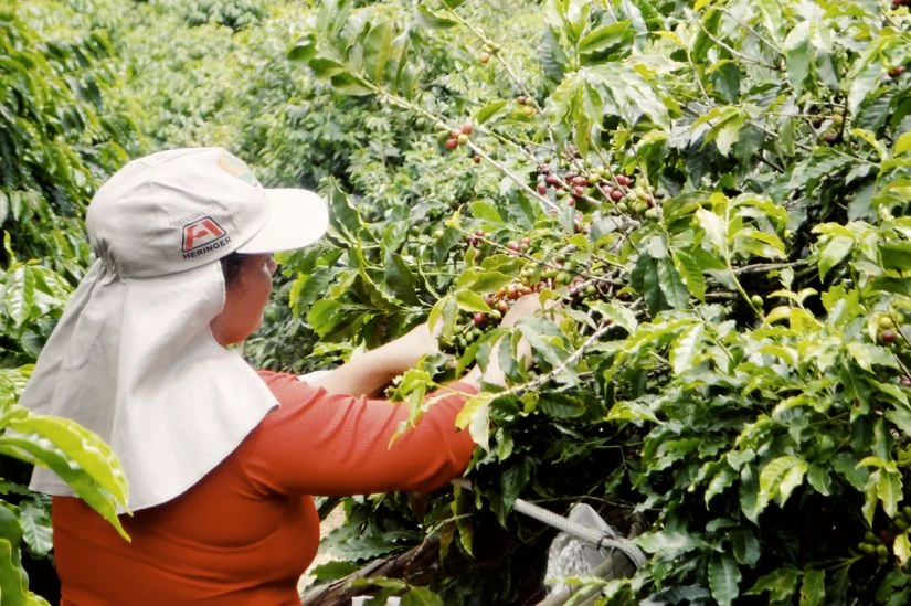 Coffee Beans Johan & Nyström Brazil Fortaleza 250 G 2 Coffee Beans Johan & Nyström Brazil Fortaleza 250 G - Image 2