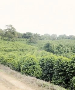 Coffee Beans Johan & Nyström Brazil Fortaleza 250 G 5 Coffee Beans Johan & Nyström Brazil Fortaleza 250 G -saquella shop unnamed file 101