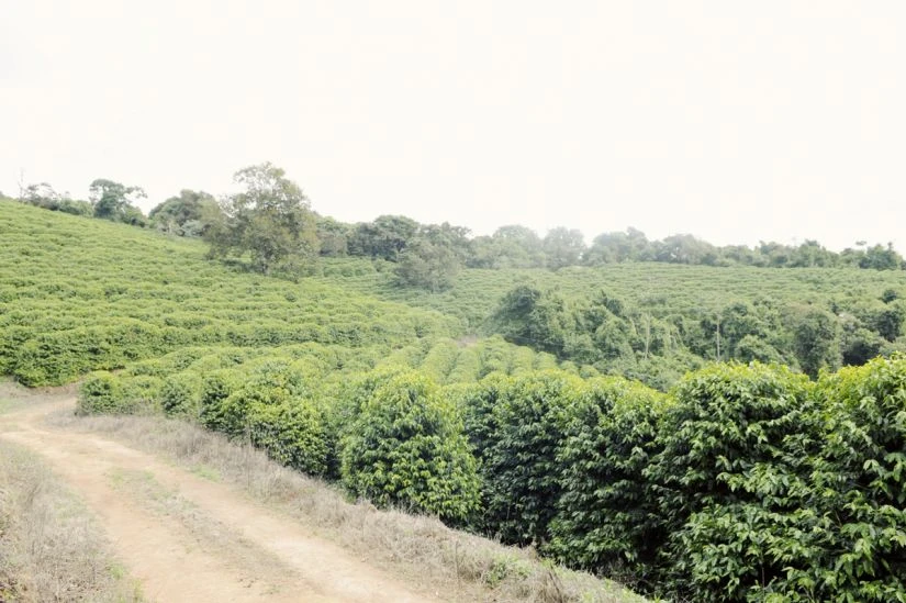 Coffee Beans Johan & Nyström Brazil Fortaleza 250 G 3 Coffee Beans Johan & Nyström Brazil Fortaleza 250 G - Image 3